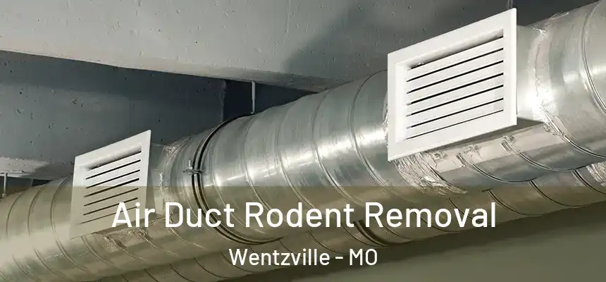 Air Duct Rodent Removal Wentzville - MO