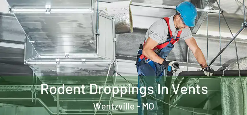  Rodent Droppings In Vents Wentzville - MO